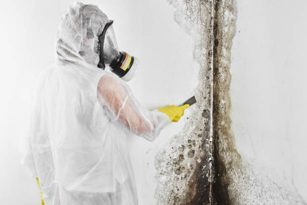 Best Office Mold Removal Services  in Herricks, NY
