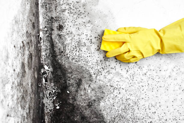 Best Certified Mold Removal  in Herricks, NY