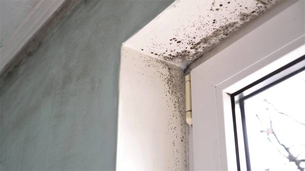 Best Toxic Mold Removal  in Herricks, NY