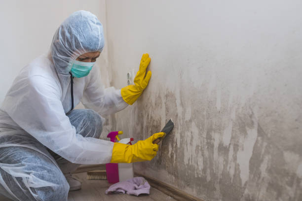 Home Mold Removal in Herricks, NY