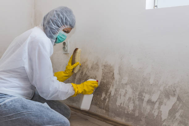 Best Mold Cleaning Services  in Herricks, NY