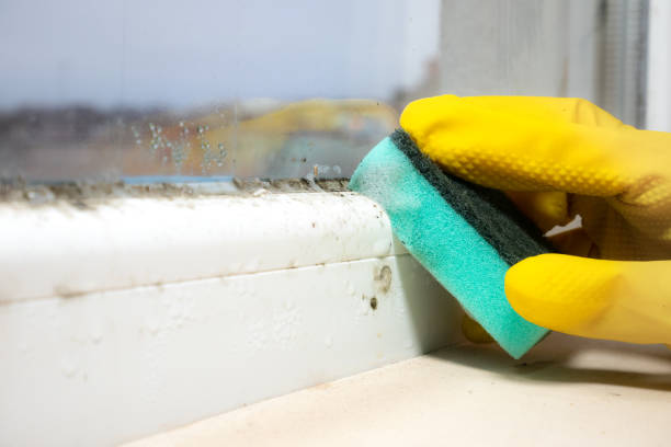Best Toxic Mold Removal  in Herricks, NY