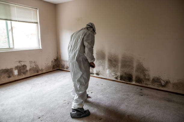 Best Professional Mold Removal  in Herricks, NY