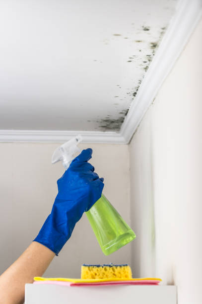 Best Emergency Mold Removal  in Herricks, NY