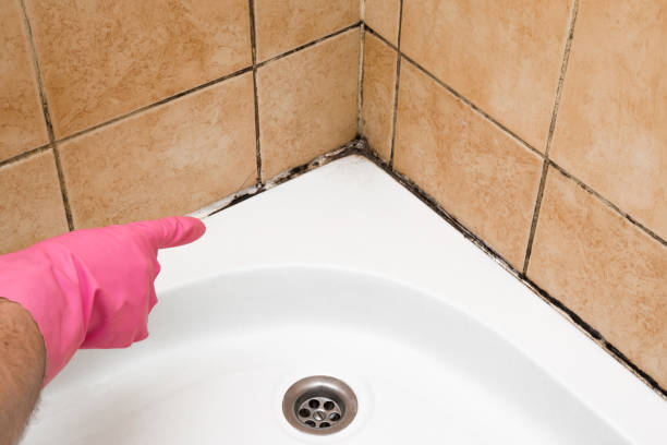 Herricks, NY Mold Removal Company